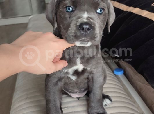 Eğitimli Blue Corso Yavru