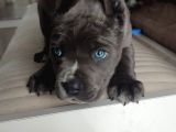 Eğitimli Blue Corso Yavru