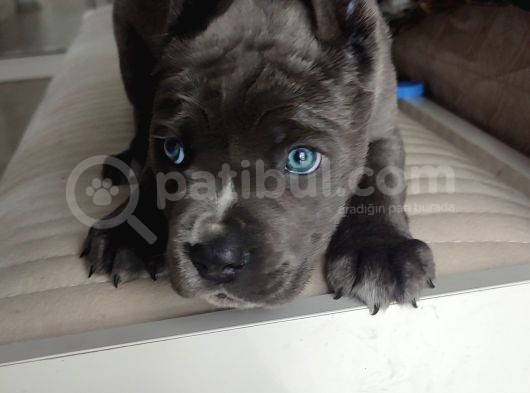 Eğitimli Blue Corso Yavru görsel