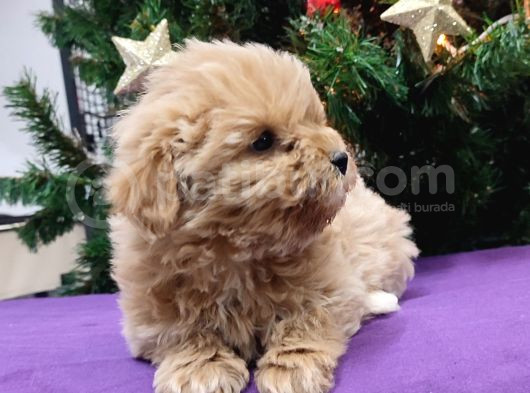 Kore Kan Mini Maltipoo Bebeklerimiz görsel