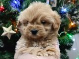 Kore kan mini maltipoo bebeklerimiz