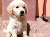Baby Face Golden Bebekler