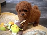 Kore maltipoo yavrularımız