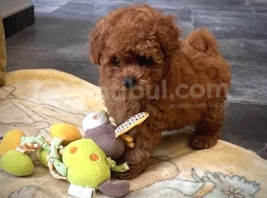 Kore Maltipoo Yavrularımız