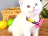 Dişi British Erkek Scottish Fold Karbeyazı Bebeler
