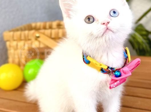 Dişi British Erkek Scottish Fold Karbeyazı Bebeler
