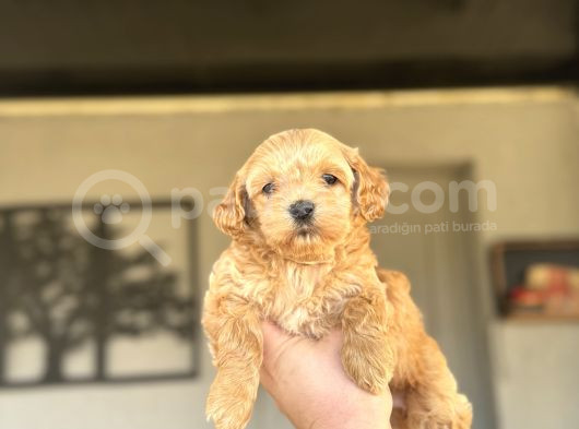 Di̇zayn Irk Malti̇poo Bebekler görsel