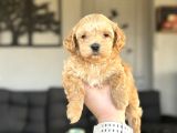 Di̇zayn Irk Malti̇poo Bebekler