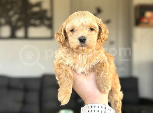 Di̇zayn Irk Malti̇poo Bebekler görsel