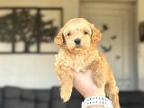 Di̇zayn Irk Malti̇poo Bebekler