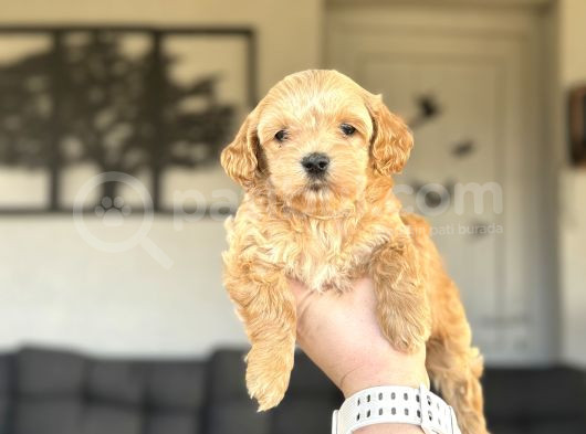 Di̇zayn Irk Malti̇poo Bebekler