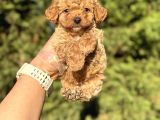 SEVİMLİ TOY POODLE BEBEKLER