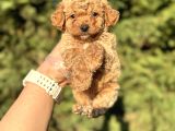 Sevi̇mli̇ Toy Poodle Bebekler