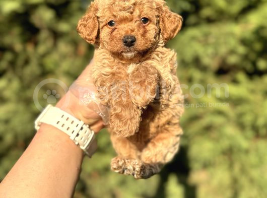 Sevi̇mli̇ Toy Poodle Bebekler görsel