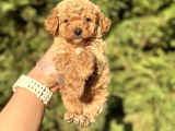 Sevi̇mli̇ Toy Poodle Bebekler