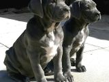 Cane Corso Yavrularimiz