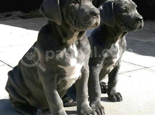 Cane Corso Yavrularimiz