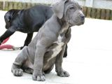 Cane Corso Yavrularimiz