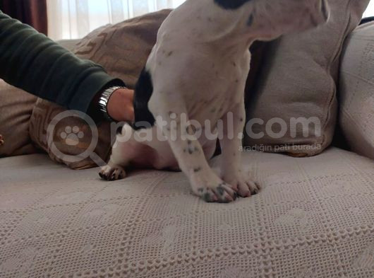 Kızımıza Yeni Yuvasını Arıyoruz görsel
