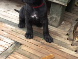 Cane Corso Yavrularimiz