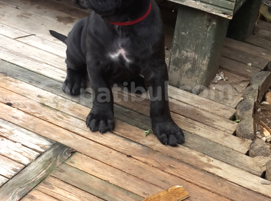 Cane Corso Yavrularimiz görsel
