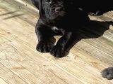 Cane Corso Yavrularimiz