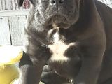 Cane Corso Yavrularimiz