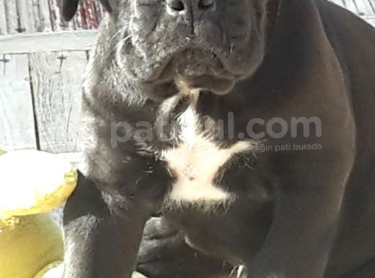 Cane Corso Yavrularimiz görsel