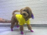 Toy poodle
