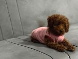 Yavru Toy Poodle