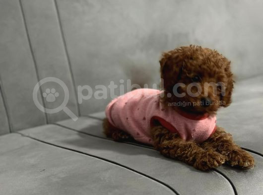 Yavru Toy Poodle görsel