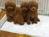 Gerçek Kali̇te Orji̇nal Toy Poodle Yavrular