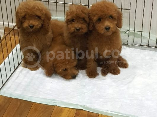 Gerçek Kali̇te Orji̇nal Toy Poodle Yavrular görsel