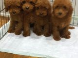 Gerçek Kali̇te Orji̇nal Toy Poodle Yavrular