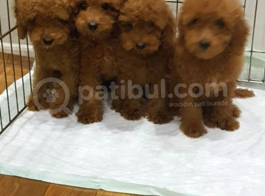 Gerçek Kali̇te Orji̇nal Toy Poodle Yavrular görsel