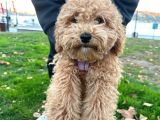 Toy Poodle