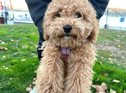 Toy Poodle görsel