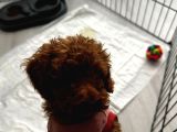 Yavru Toy Poodle