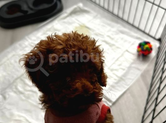 Yavru Toy Poodle görsel