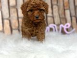 Gerçek Kali̇te Orji̇nal Toy Poodle Yavrular