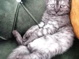 Ücretsiz Sahiplendirme British Shorthair Silver Black