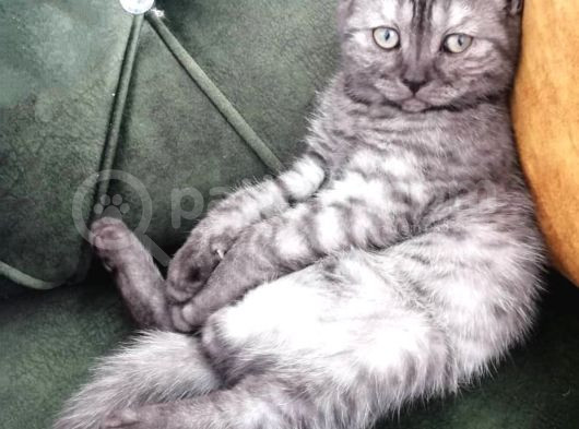 Ücretsiz Sahiplendirme British Shorthair Silver Black görsel