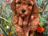 Çok Tatlı Dişi Toy Poodle Yavruları