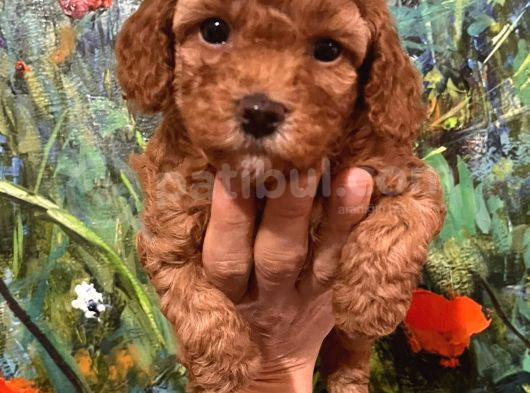 Çok Tatlı Dişi Toy Poodle Yavruları görsel