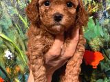 Çok Tatlı Dişi Toy Poodle Yavruları