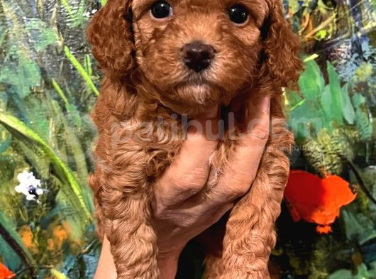 Çok Tatlı Dişi Toy Poodle Yavruları görsel