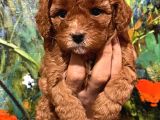 Çok Tatlı Dişi Toy Poodle Yavruları