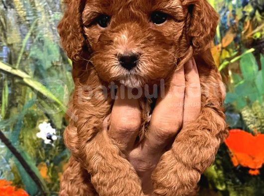 Çok Tatlı Dişi Toy Poodle Yavruları görsel