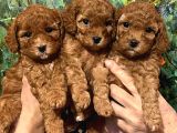 Çok Tatlı Dişi toy poodle yavruları