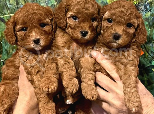 Çok Tatlı Dişi Toy Poodle Yavruları